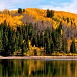 Aspen and pines reflect on a lake